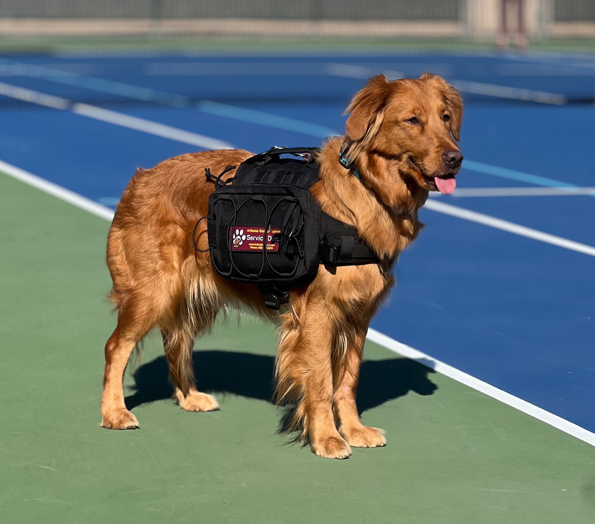 A vested golden retriever service dog standing at attention wearing its working pack