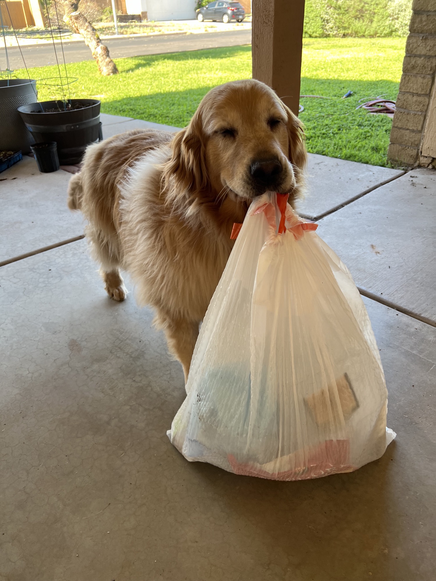 A golden retriever service dog carrying out a task for its handler at home
