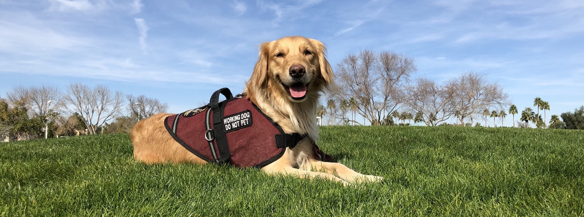 Wide banner portrait of an AZG golden retriever