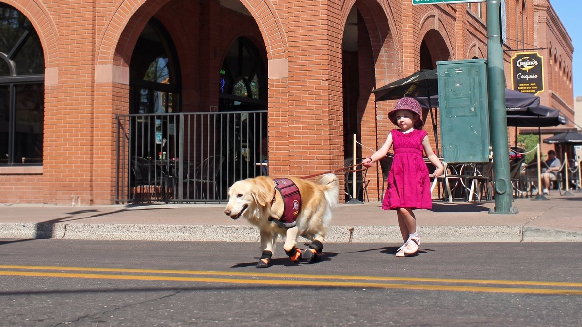 A little girl in a pink dress walking her vested golden retriever service dog across a downtown street