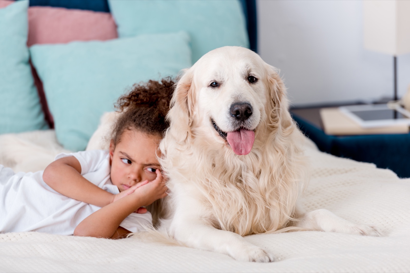 A white golden retriever staying calmly beside an upset young girl on her bed