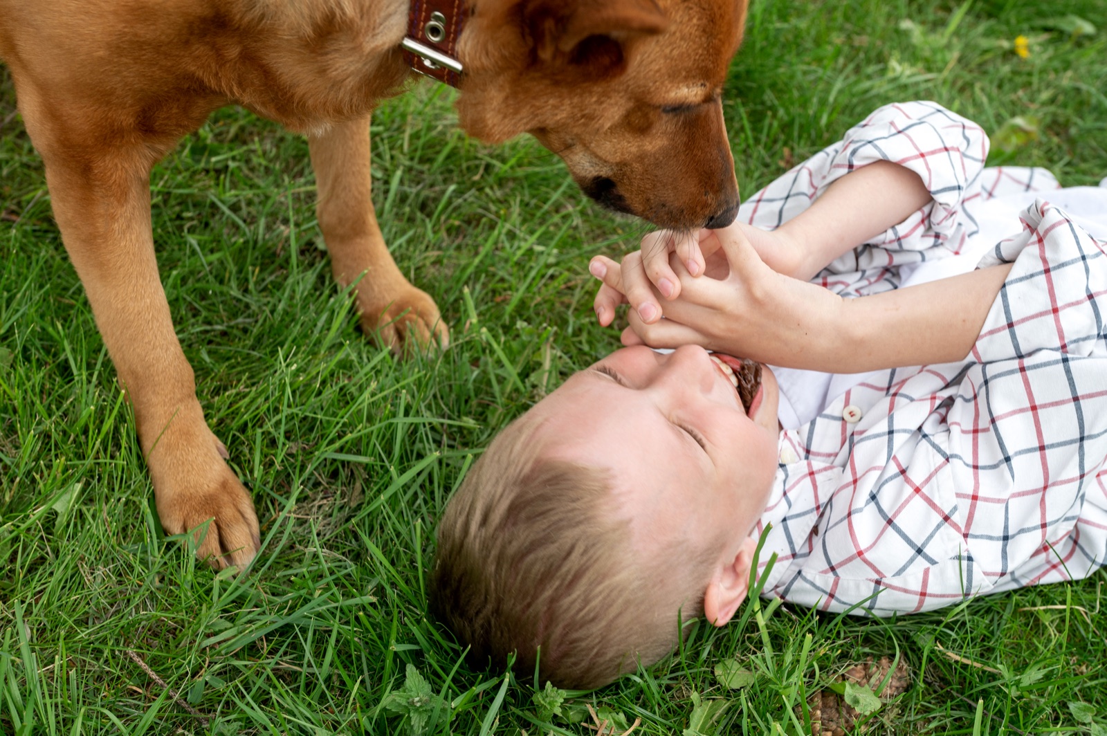A dog gently nuzzling a boy's hands in the grass, redirecting him into petting